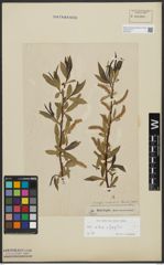 Foto von Salix alba L. x Salix fragilis L.